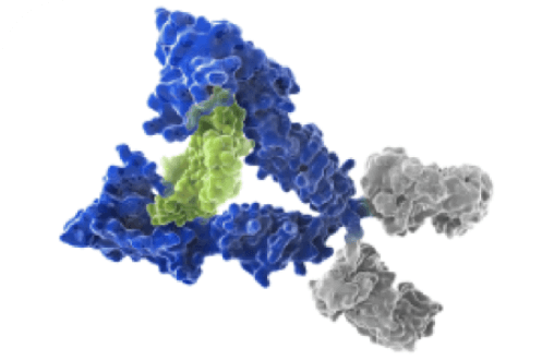  Illustrative graphic of Regeneron’s Trap technology.